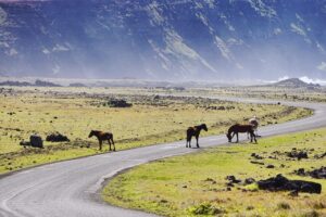 horses, animals, pasture, easter island, chile, road, nature, landscape, horses, easter island, easter island, chile, chile, chile, chile, chile