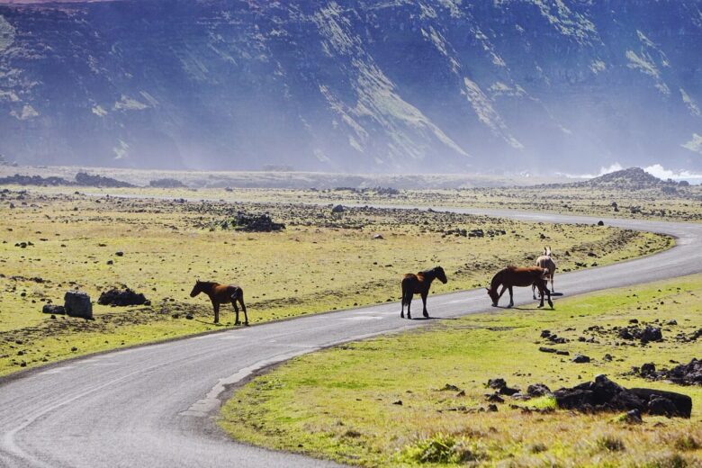 horses, animals, pasture, easter island, chile, road, nature, landscape, horses, easter island, easter island, chile, chile, chile, chile, chile
