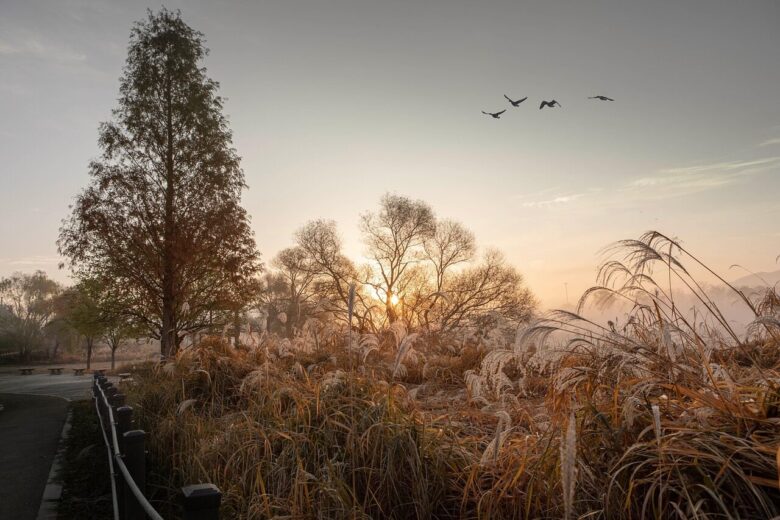 autumn, landscape, nature, forest, wild goose, visitor, sunrise, sky, landscape, landscape, landscape, landscape, landscape, nature, nature, nature, forest, sunrise, sky